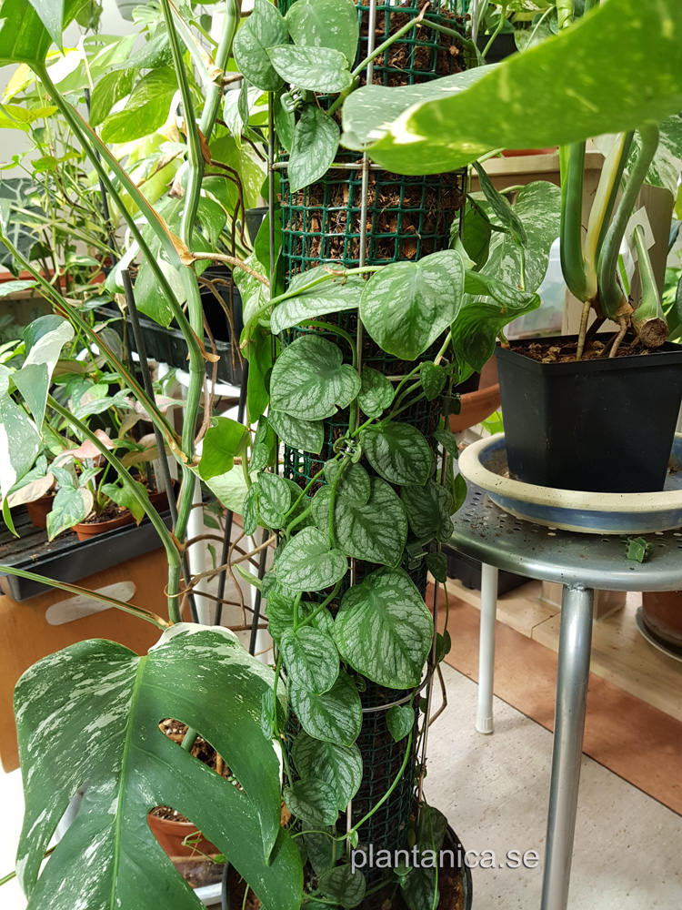 Monstera dubia - rotad planta köp hos Plantanica webbutik