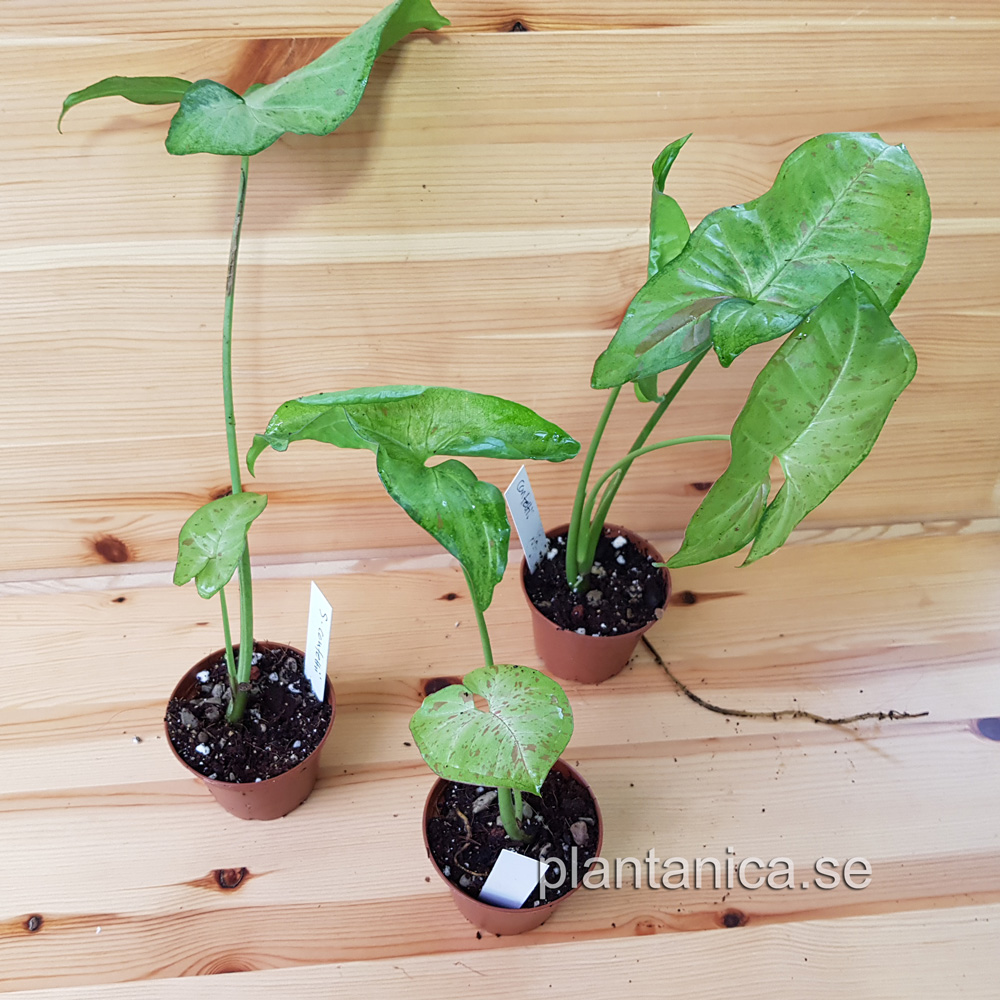 Syngonium Confettii - liten planta kp hos Plantanica webbutik