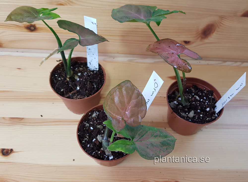 Syngonium Orm Nak Red - liten planta köp hos Plantanica webbutik