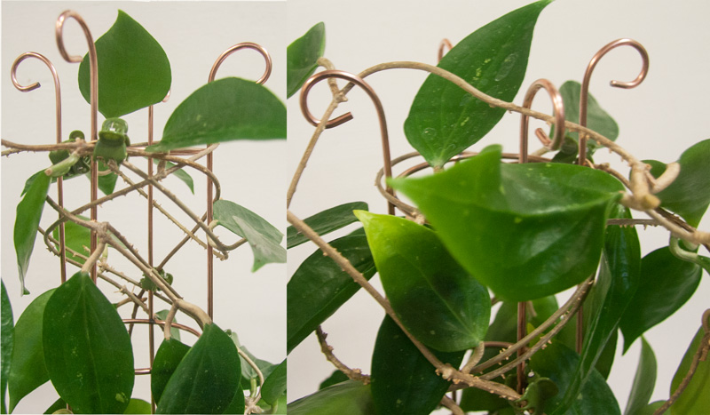 växtstöd till hoya och andra krukväxter plantanica spiry växtstöd
