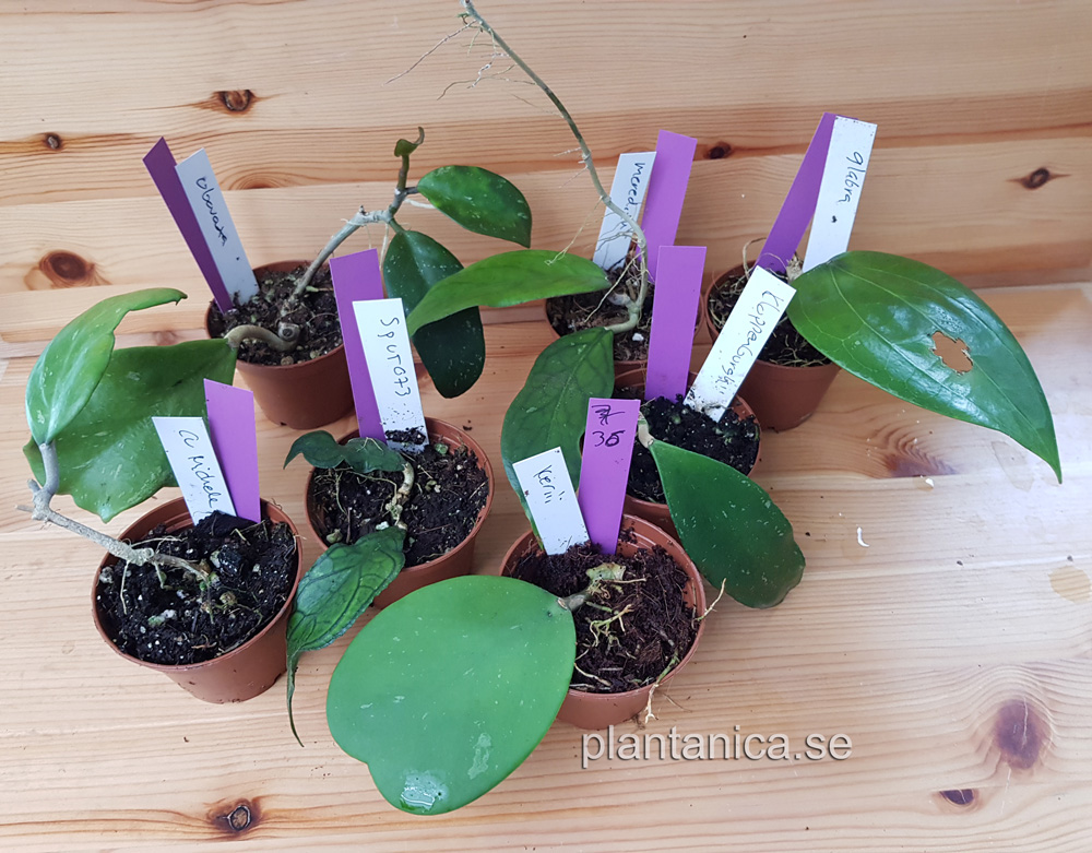 Hoya paket 7 st rotade - P36 kp hos Plantanica webbutik