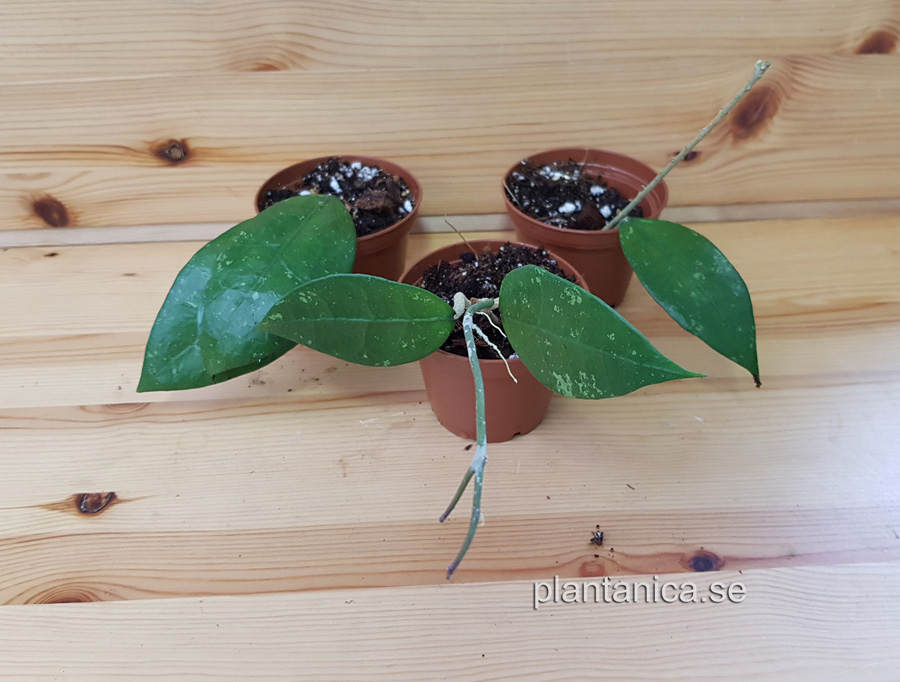 Hoya amoena Java IML 1038 rotad köp hos Plantanica webbutik