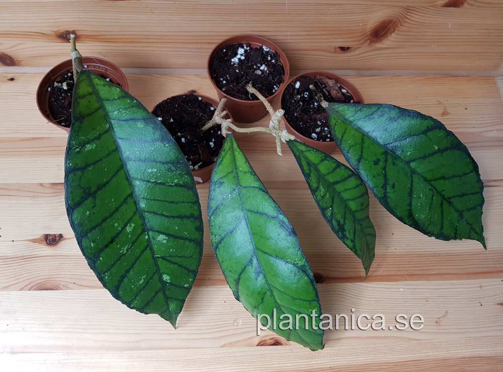 Hoya callistophylla rotad köp hos Plantanica webbutik