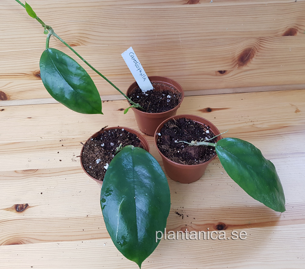 Hoya cardiophylla rotad köp hos Plantanica webbutik