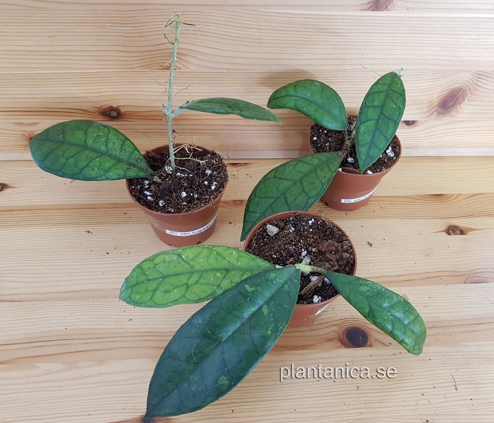 Hoya finlaysonii EPC- 1001 - rotad köp hos Plantanica webbutik