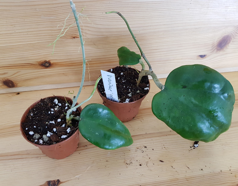 Hoya hanhiae yellow - rotad köp hos Plantanica webbutik