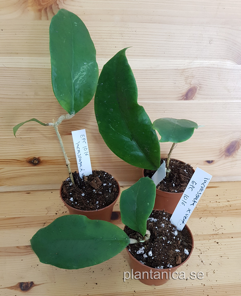 Hoya incrassata X verticillata - rotad kp hos Plantanica webbutik
