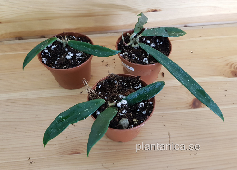 Hoya cv minibelle - rotad kp hos Plantanica webbutik