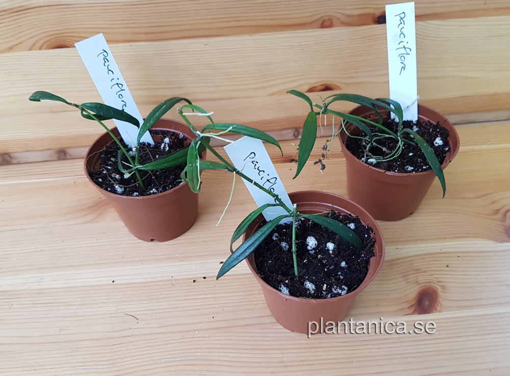 Hoya pauciflora - rotad kp hos Plantanica webbutik