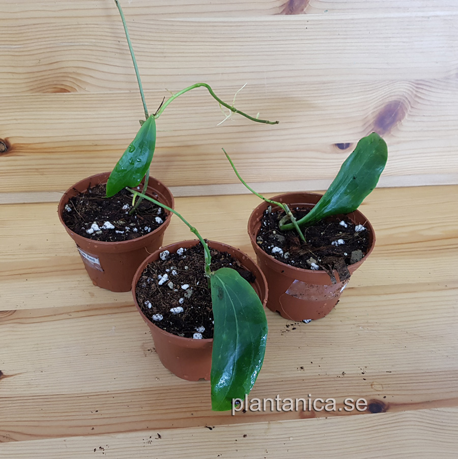 Hoya siariae red rotad köp hos Plantanica webbutik