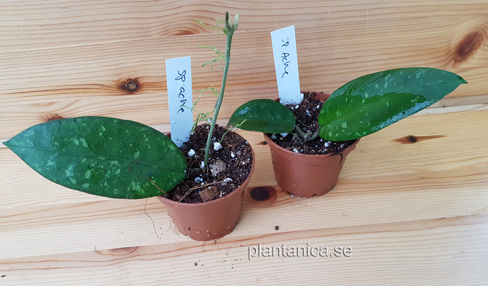 Hoya sp Aceh - rotad köp hos Plantanica webbutik