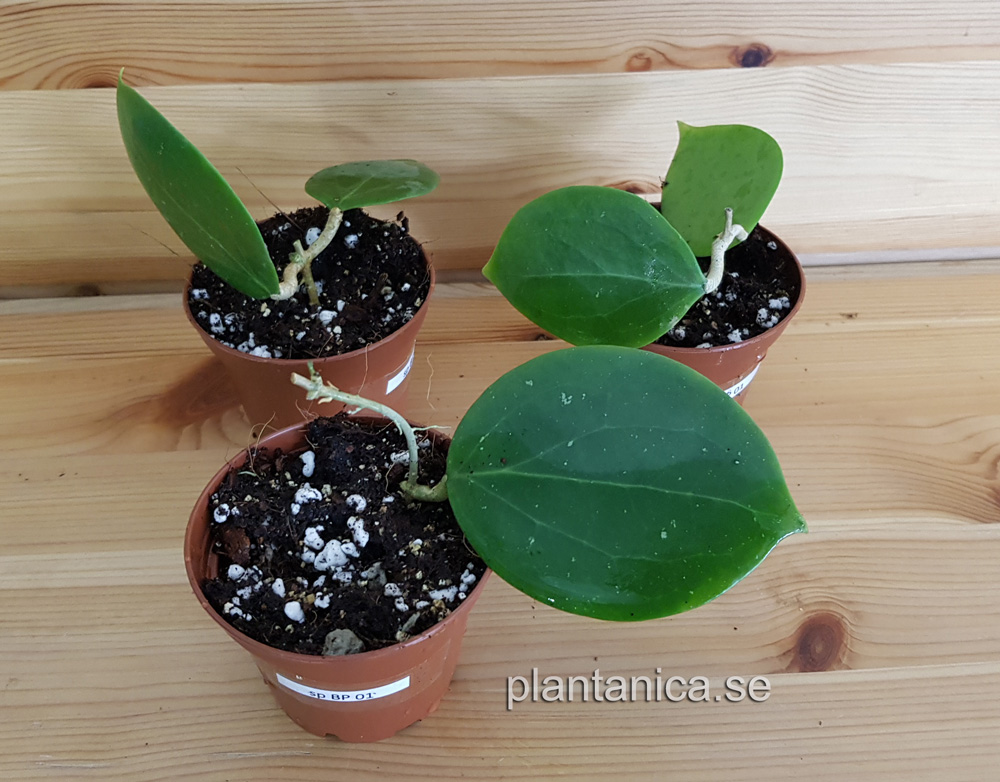 Hoya sp BP 01 - rotad kp hos Plantanica webbutik