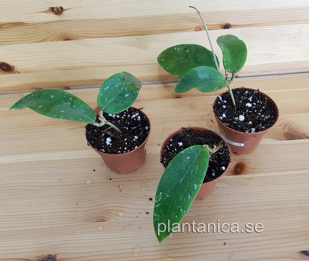 Hoya sp Nakornrachasrima EPC-376 - rotad kp hos Plantanica webbutik