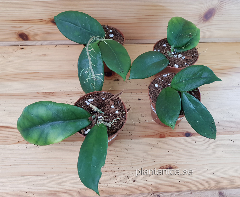 Hoya sp NN EPC thick green leaf - rotad kp hos Plantanica webbutik