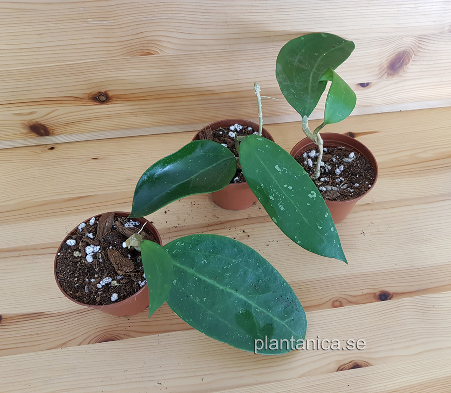 Hoya sp NS 07-193 - rotad köp hos Plantanica webbutik