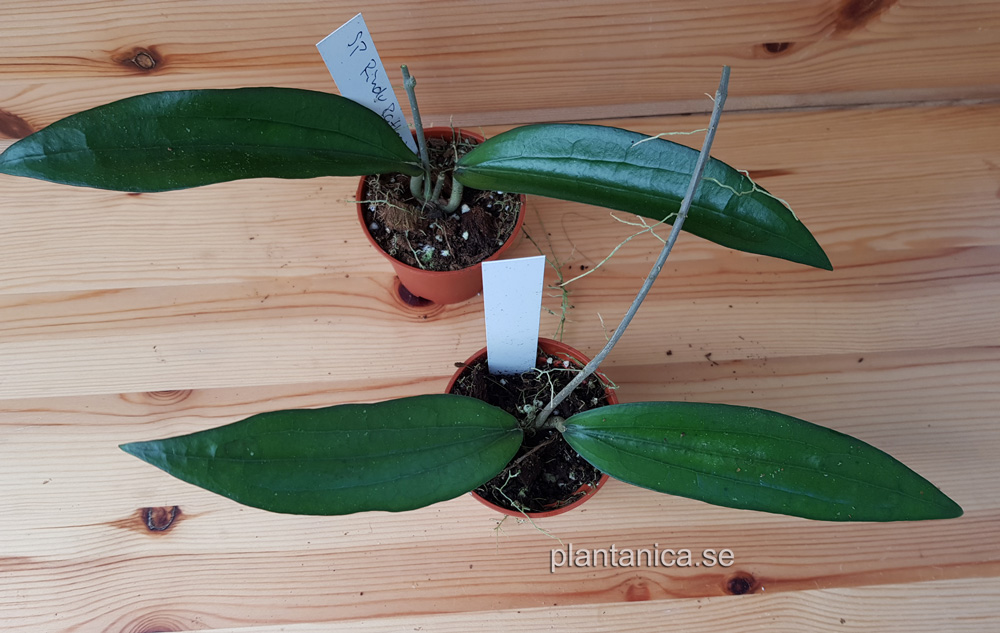 Hoya sp Rindu Rafflesia - rotad köp hos Plantanica webbutik
