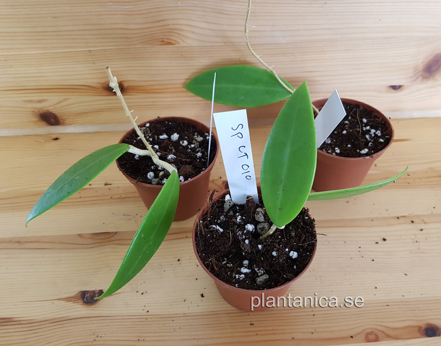 Hoya sp UT-010- rotad kp hos Plantanica webbutik