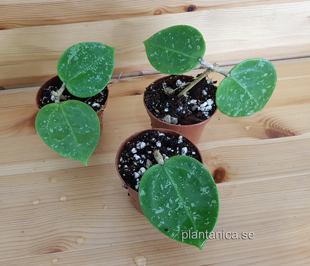 Hoya verticillata RB mini - rotad kp hos Plantanica webbutik
