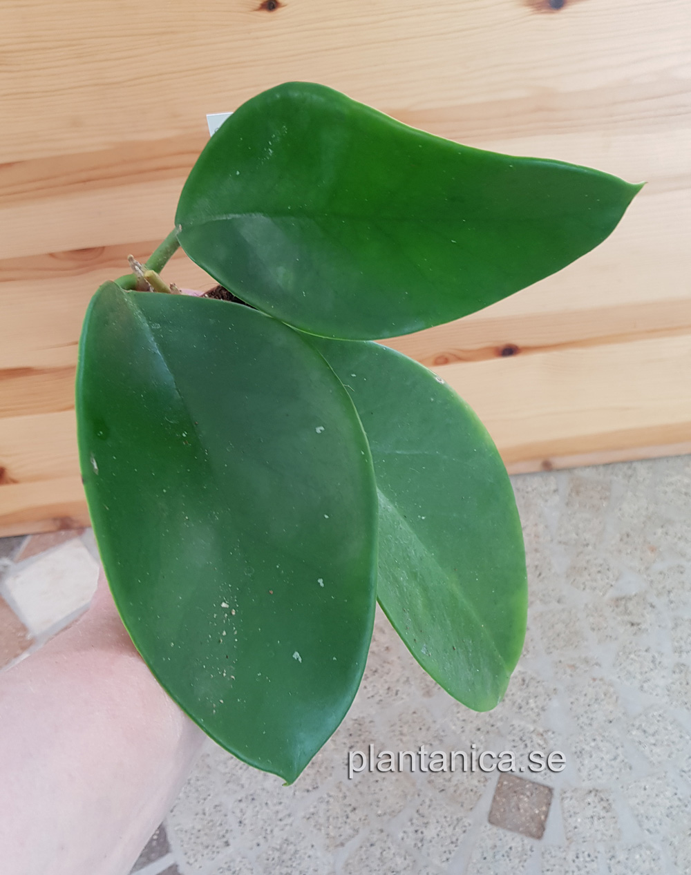 Hoya monetteae - planta 251 kp hos Plantanica webbutik