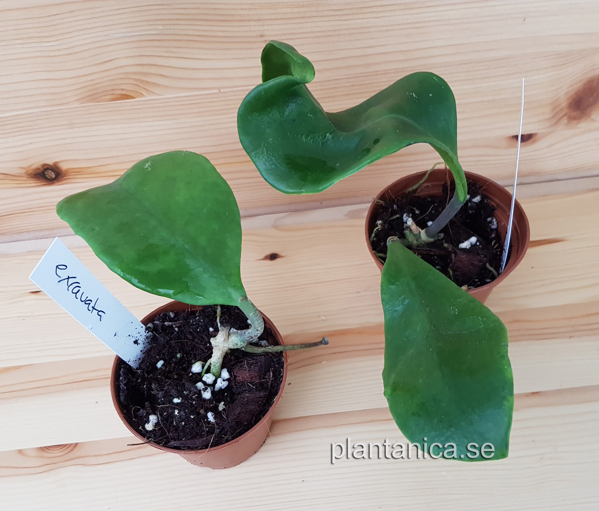 Hoya excavata rotad kp hos Plantanica webbutik