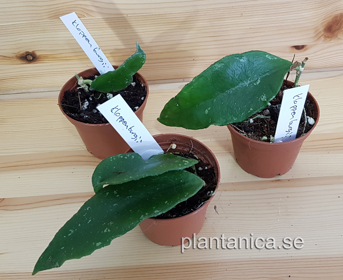 Hoya kloppenburgii - rotad kp hos Plantanica webbutik