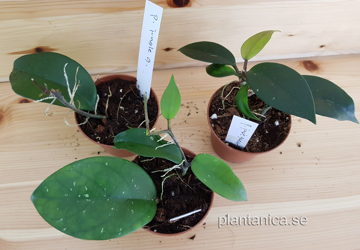 Hoya pubicalyx Jungle Garden rotad kp hos Plantanica webbutik