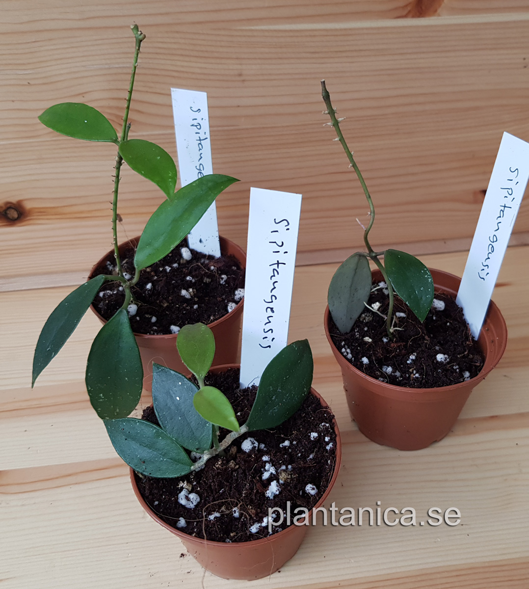 Hoya sipitangensis EKW97-010 rotad kp hos Plantanica webbutik
