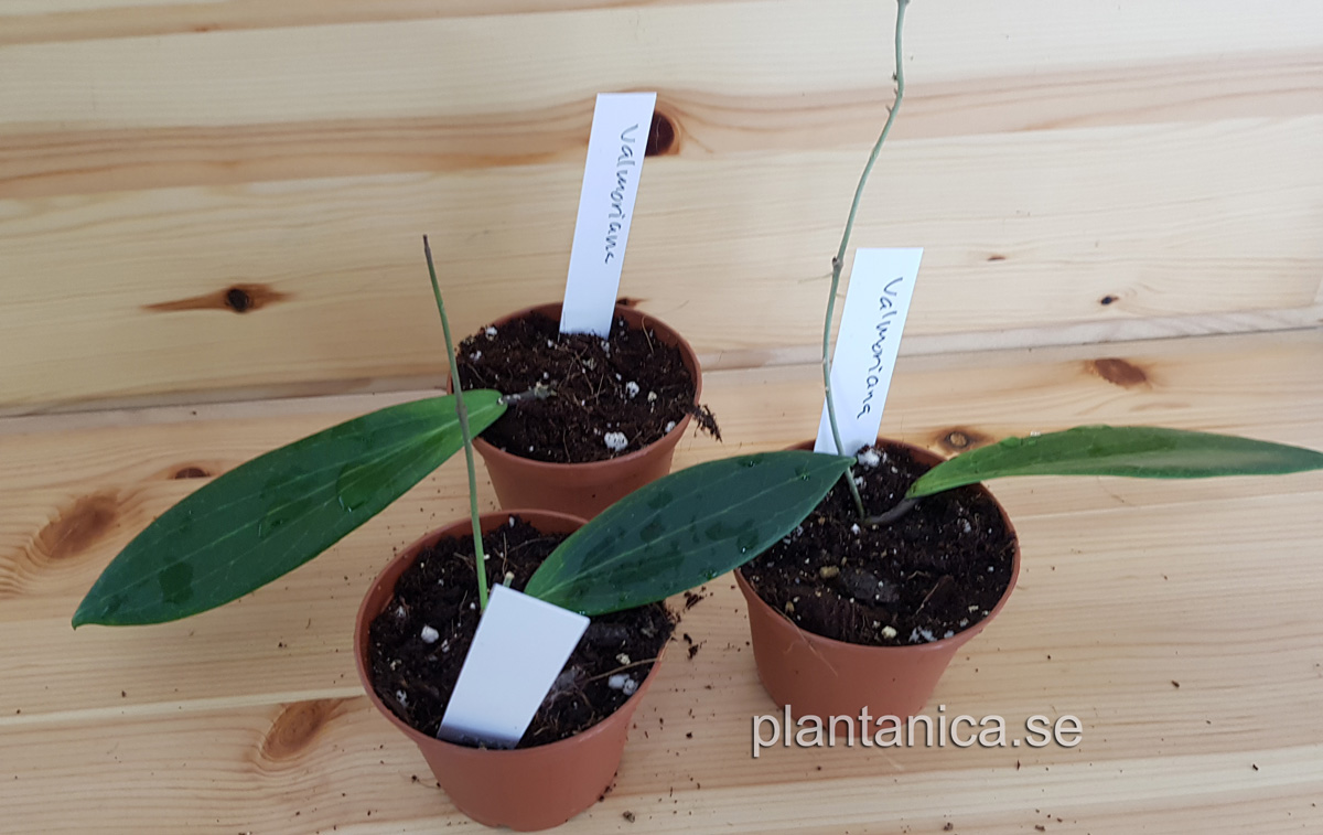 Hoya valmayoriana - rotad kp hos Plantanica webbutik