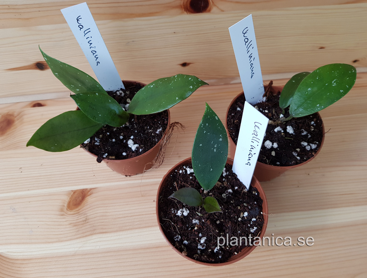 Hoya walliniana EKW97-011 rotad köp hos Plantanica webbutik