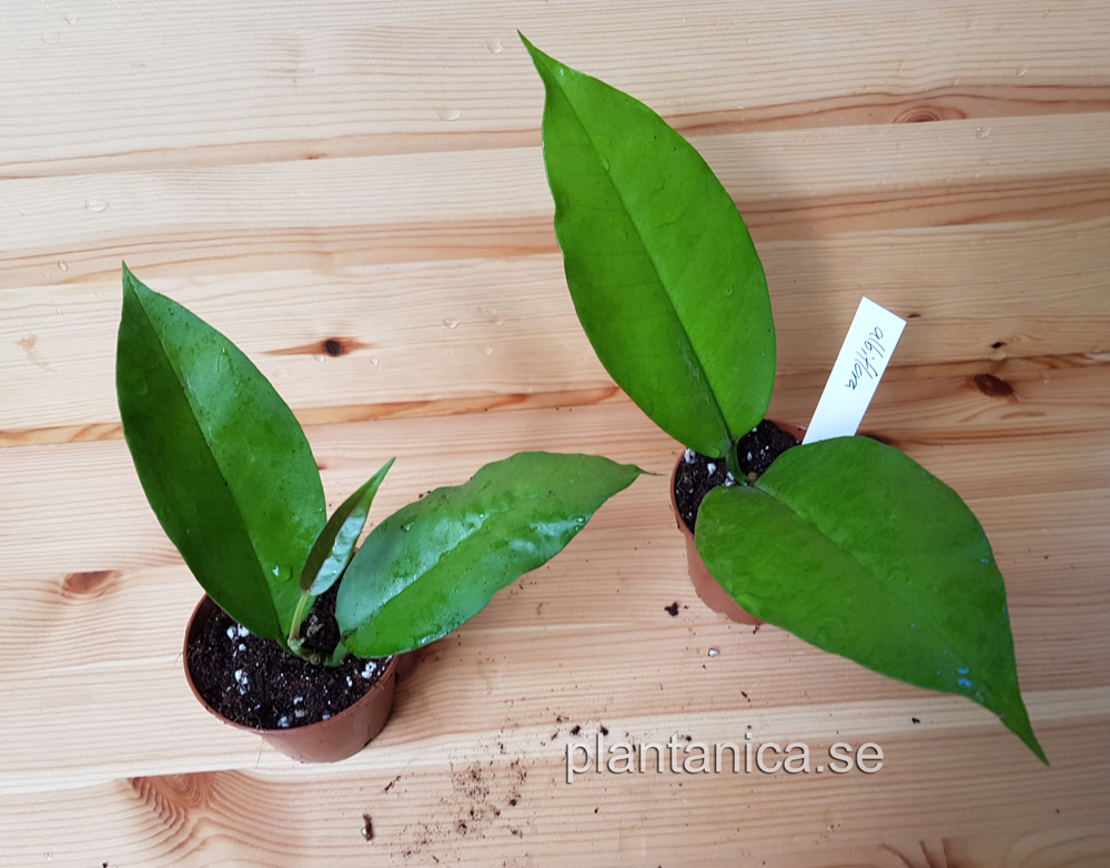 Hoya albiflora - rotad köp hos Plantanica webbutik