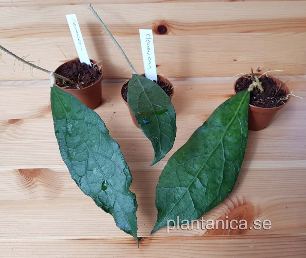 Hoya clemensiorum rotad kp hos Plantanica webbutik