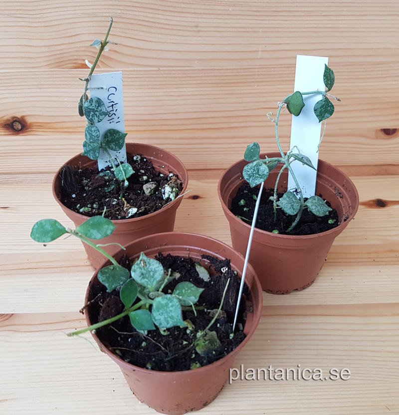 Hoya curtisii - rotad kp hos Plantanica webbutik