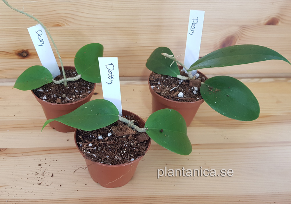 Hoya dossy rotad kp hos Plantanica webbutik