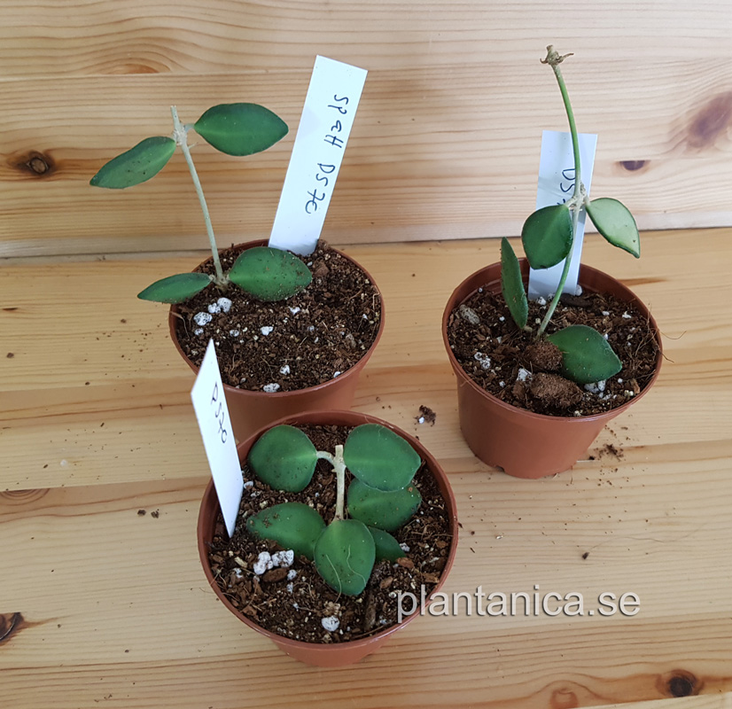 Hoya sp aff DS70 - aff burtoniae rotad kp hos Plantanica webbutik