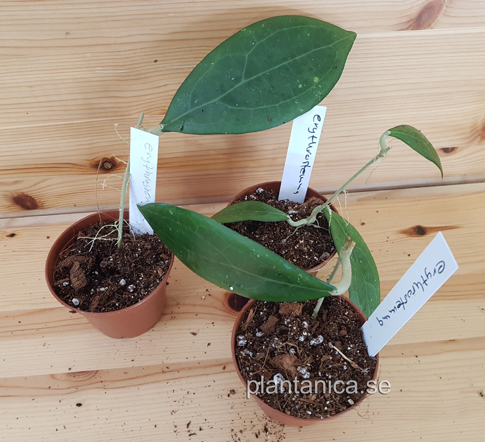 Hoya erythrostemma rotad kp hos Plantanica webbutik