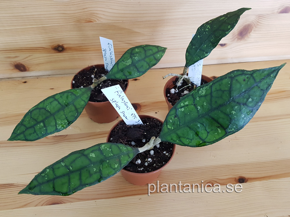 Hoya finlaysonii splash-snow leaves - rotad kp hos Plantanica webbutik