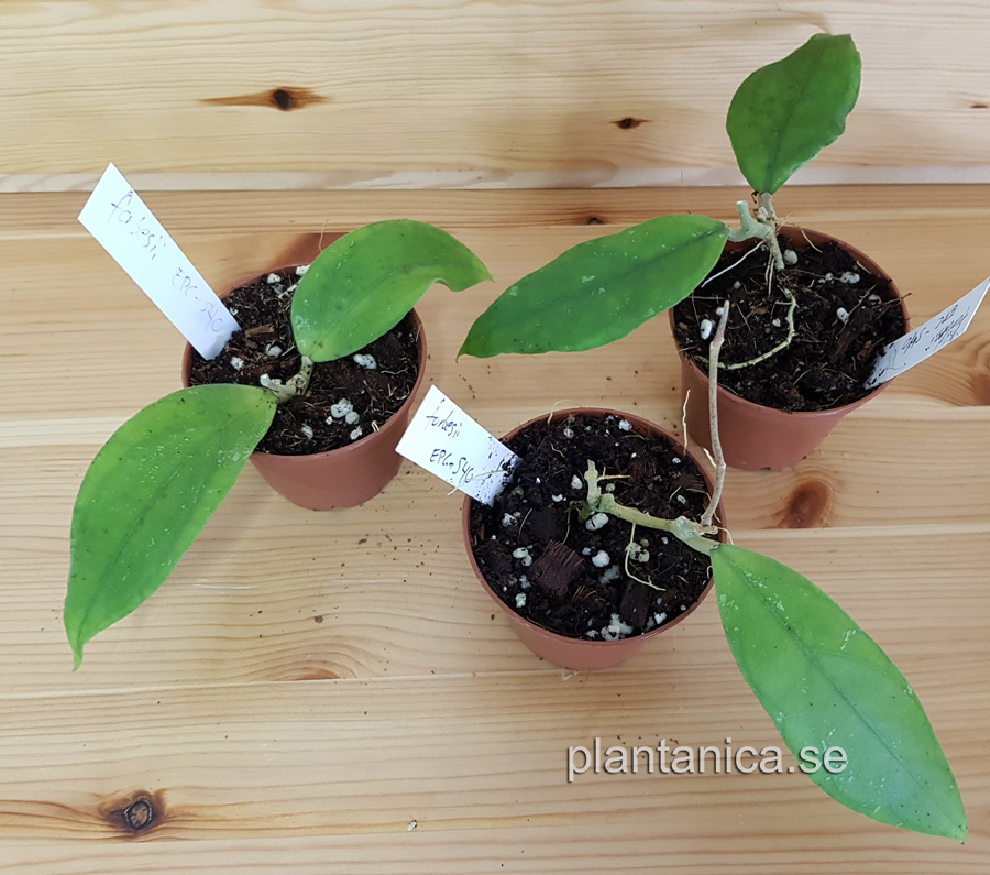 Hoya forbesii - EPC 540- rotad kp hos Plantanica webbutik