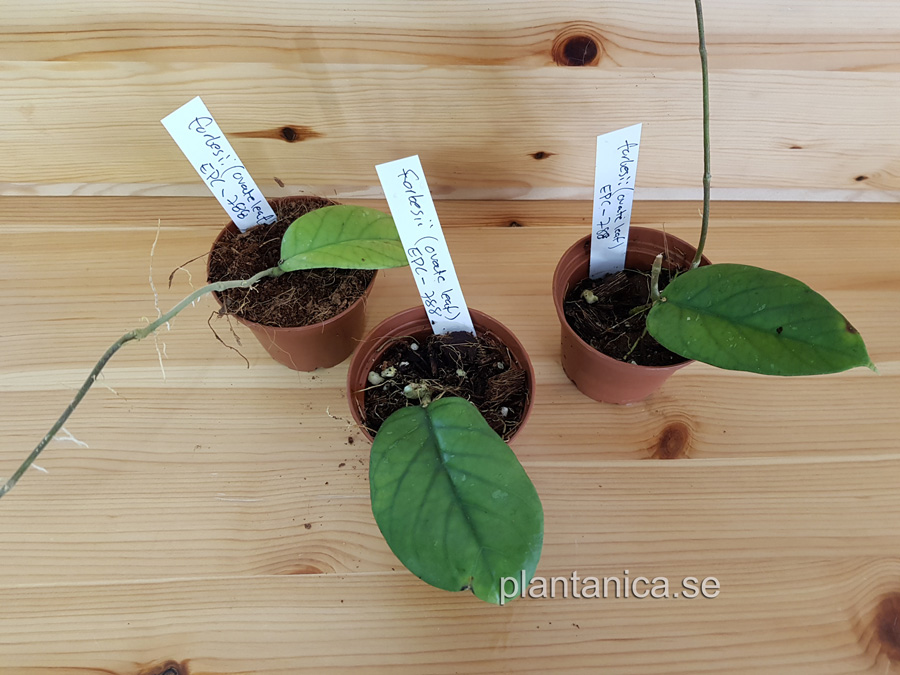 Hoya forbesii - ovate leaf EPC 788- rotad kp hos Plantanica webbutik