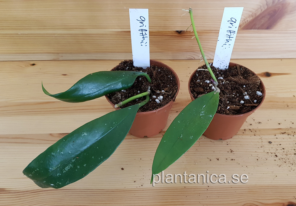 Hoya griffithii rotad kp hos Plantanica webbutik