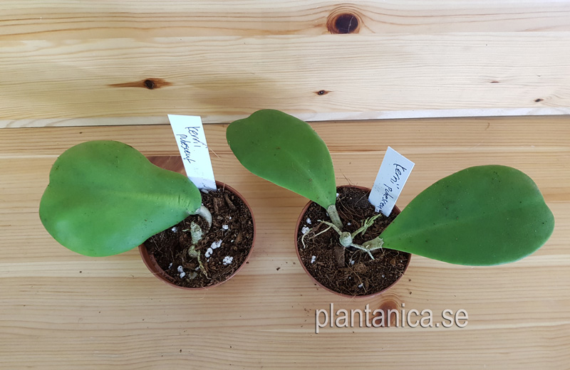 Hoya kerrii pubescent rotad kp hos Plantanica webbutik