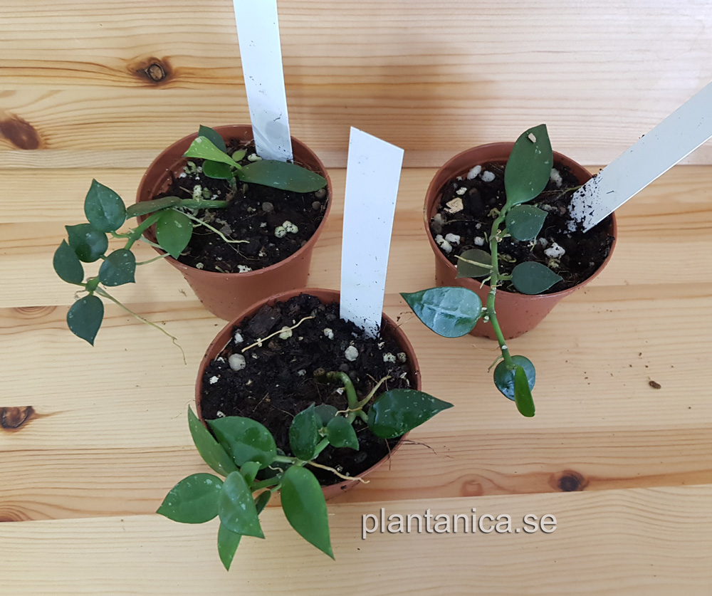 Hoya krohniana - rotad kp hos Plantanica webbutik