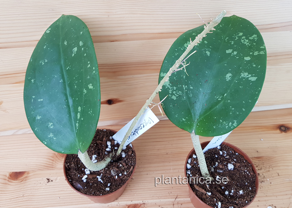 Hoya loyceandrewsiana rotad kp hos Plantanica webbutik