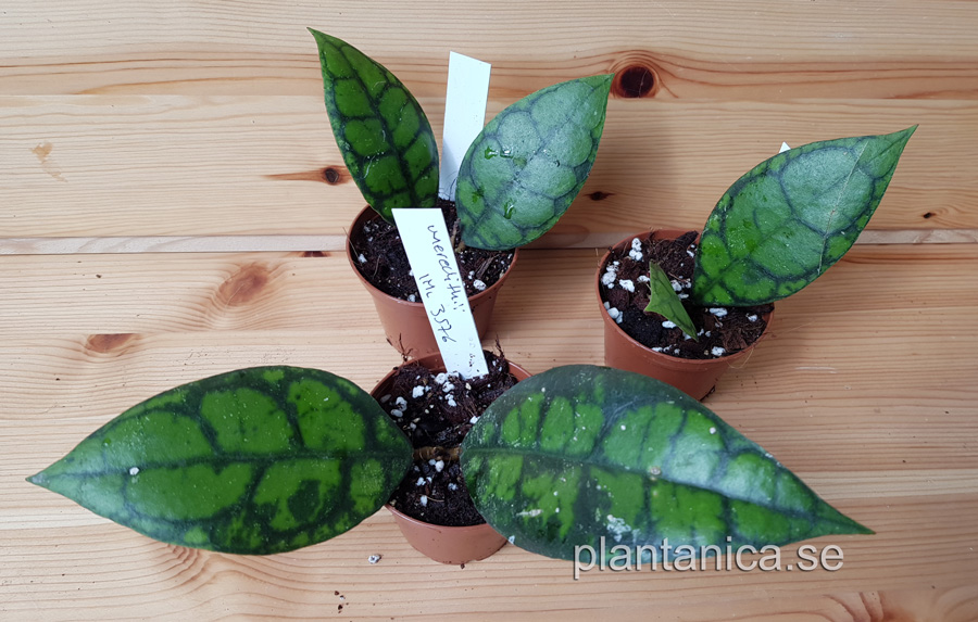 Hoya meredithii IML 3576 - rotad köp hos Plantanica webbutik