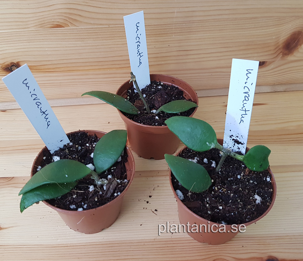 Hoya micrantha rotad kp hos Plantanica webbutik