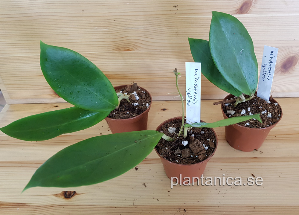 Hoya mindorensis Yellow - rotad köp hos Plantanica
