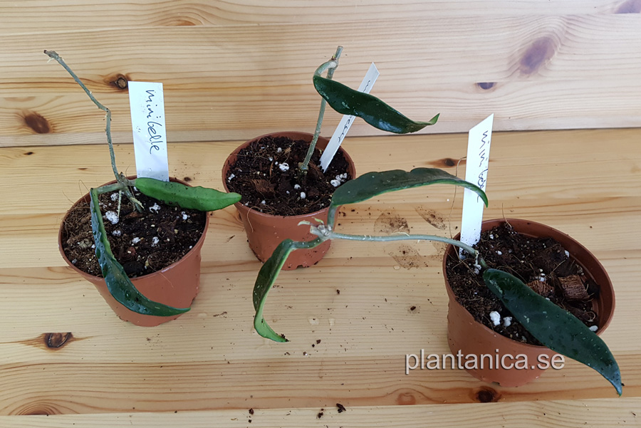 Hoya cv minibelle - rotad kp hos Plantanica webbutik