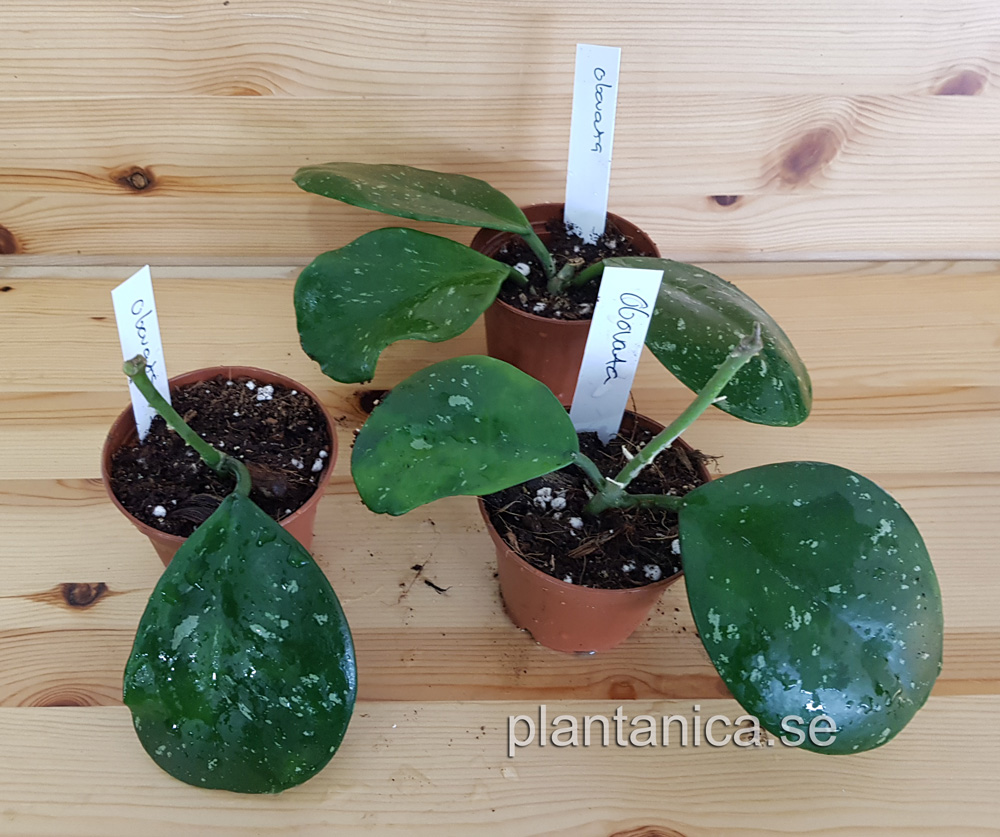 Hoya obovata IML 269 rotad kp hos Plantanica webbutik