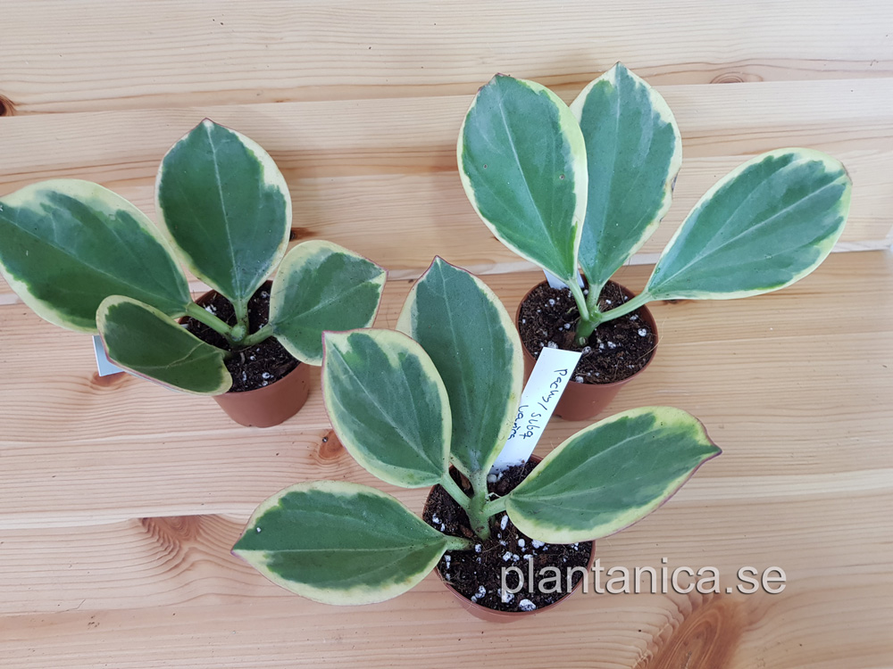 Hoya subquintuplinervis - pachyclada New Moon - rotad köp hos Plantanica webbutik