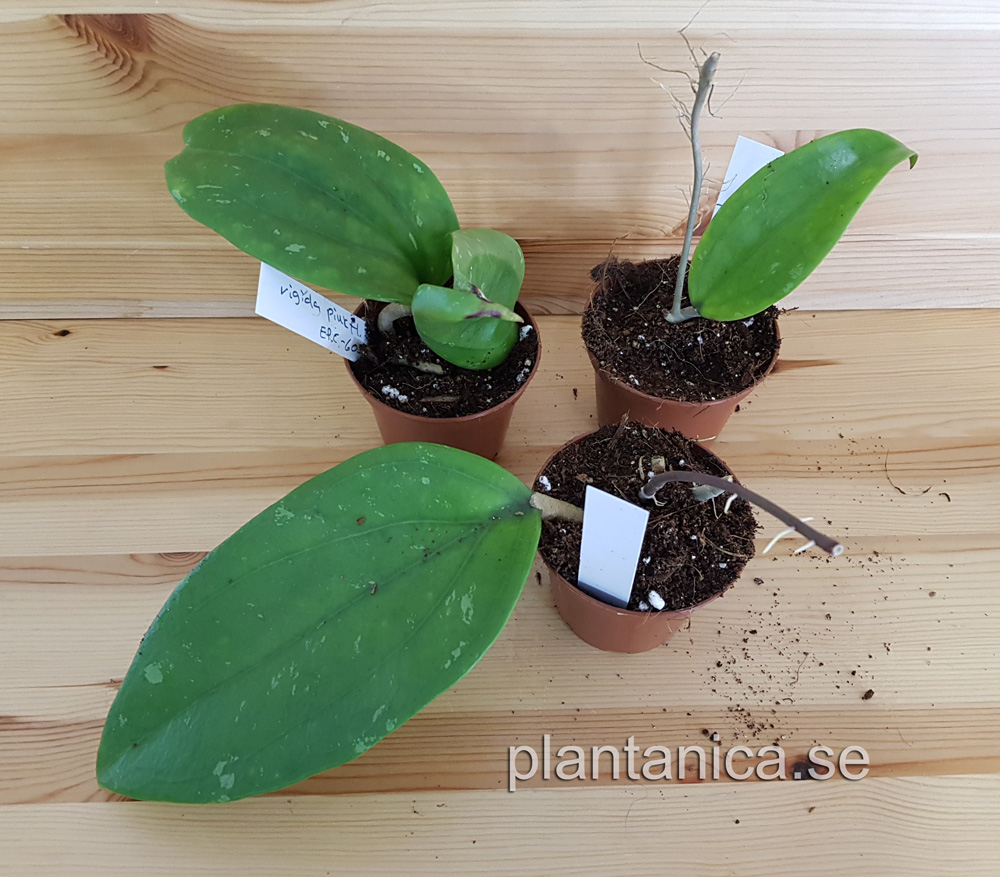 Hoya rigida pink EPC - 605- rotad kp hos Plantanica webbutik