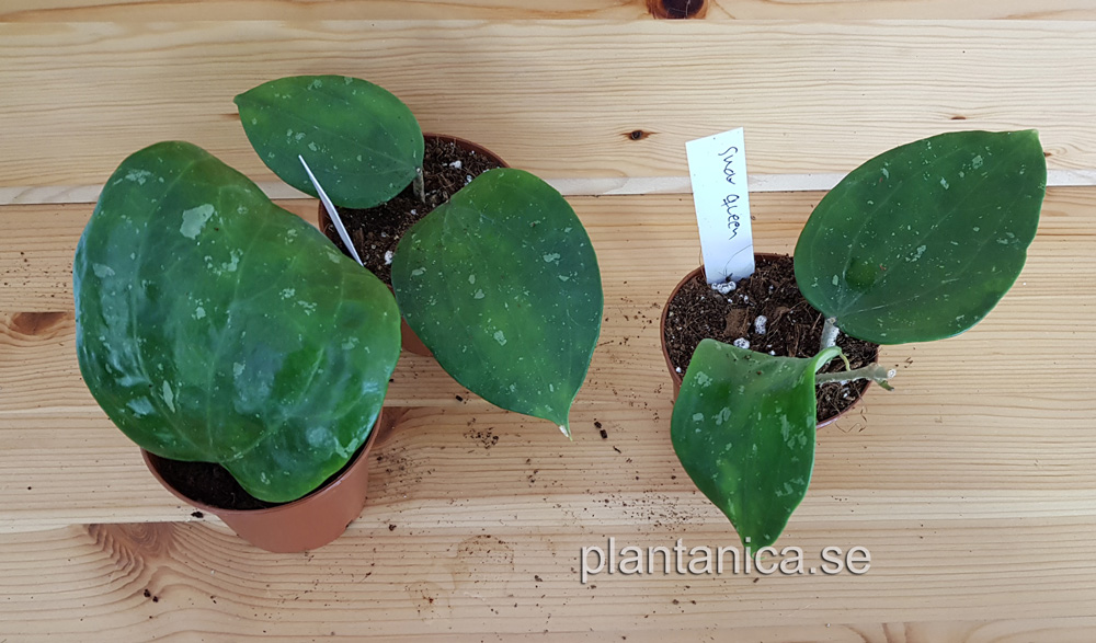Hoya macrophylla - latifolia- Snow Queen LS - rotad köp hos Plantanica webbutik
